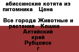 абиссинские котята из питомника › Цена ­ 15 000 - Все города Животные и растения » Кошки   . Алтайский край,Рубцовск г.